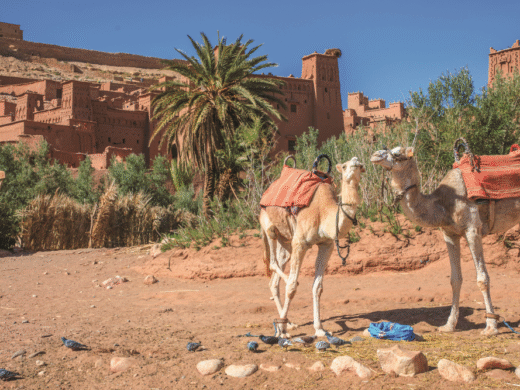 1 Night & Half-Day Camel Trek