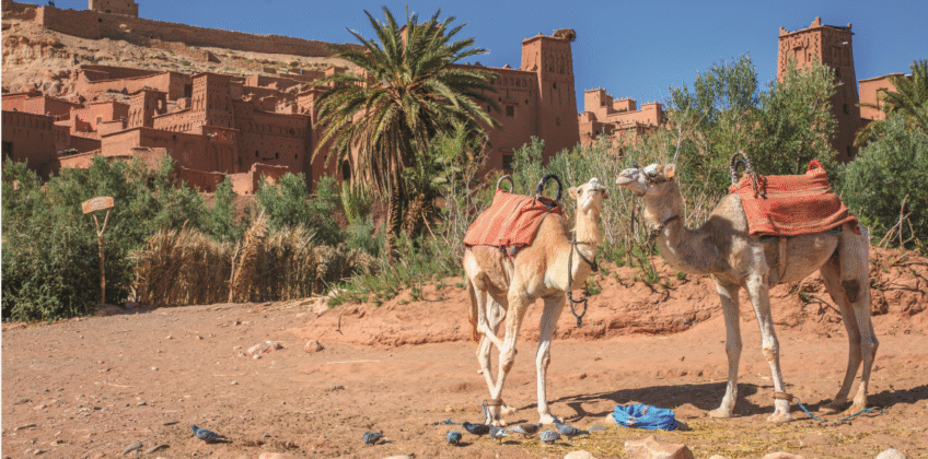 1 Night & Half-Day Camel Trek