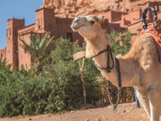 Kasbah & Ksour – 1 Night Camel Trek in the Desert
