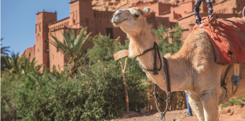 Kasbah & Ksour – 1 Night Camel Trek in the Desert