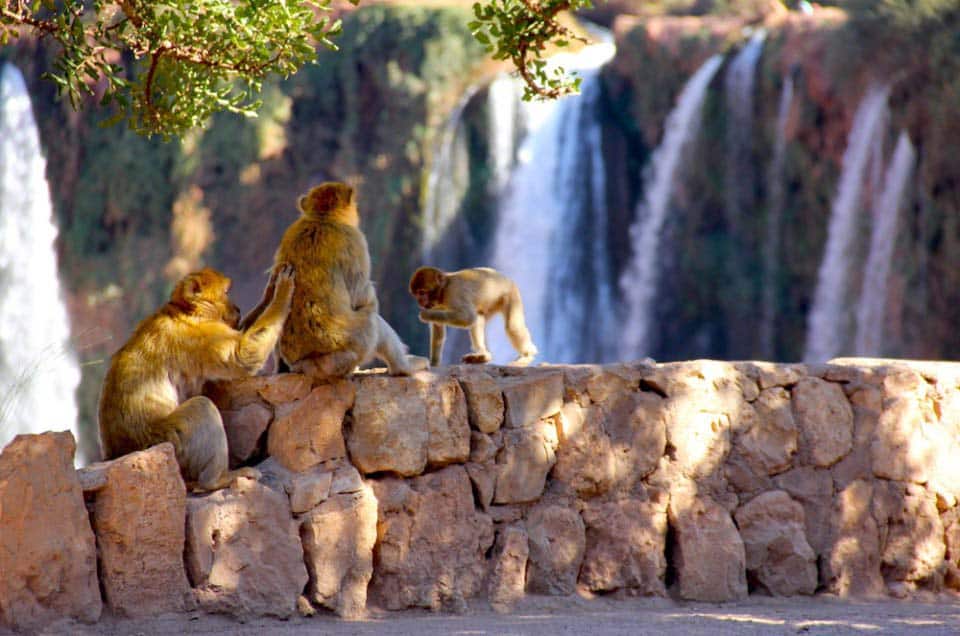 Ouzoud Waterfalls Day Trip from Marrakech 1